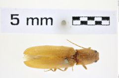 Foto (Dorsalansicht) von Athous (Orthathous) pallidus (Platia & Gudenzi, 2002) (NHMW-ZOO-COL-0008470)
